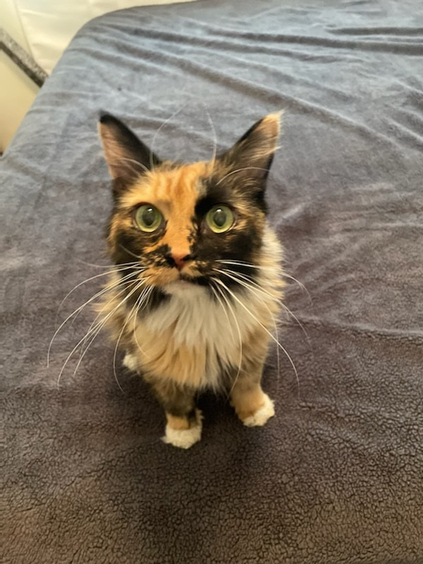 Cats - Senior Pet and Animal Rescue